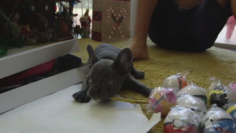 Slow-motion-of-French-Bulldog-puppy-around-gifts-on-Christmas-day