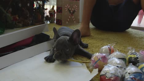 Lenta-de-cachorro-de-Bulldog-Francés-alrededor-de-regalos-el-día-de-Navidad