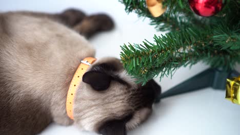 Siamesische-Katze-beißt-und-das-Spiel-mit-Weihnachtsbaum-zu-Hause