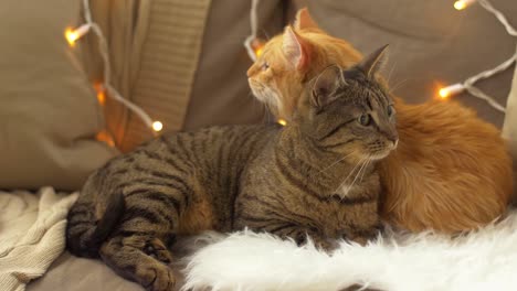 two-cats-lying-on-sofa-with-sheepskin-at-home