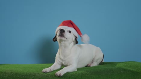 Jack-Russell-Terrier-Hund-mit-Weihnachtsmütze-auf-Türkis-Hintergrund