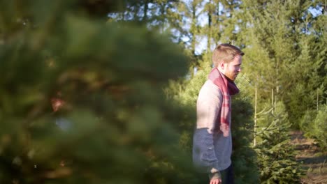 A-young-man-carries-a-Christmas-tree-through-the-farm,-walking-with-his-wife-and-baby