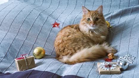 Süße-Ingwer-Katze-liegend-im-Bett-mit-neuen-Jahr-präsentiert-in-Kraftpapier.-Gemütliches-Zuhause-Weihnachten-Urlaub-Hintergrund