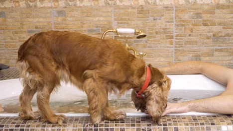 Chico-toma-un-baño-caliente-con-su-perro