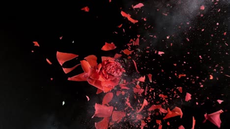 Bright-red-rose-exploding-in-super-slow-motion