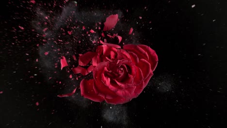 Red-rose-flower-exploding-in-super-slow-motion