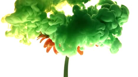 Colorful-paint-cloud-spraying-on-beautiful-flower-on-white-background.