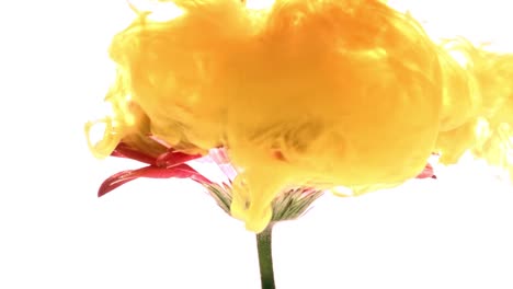 Colorful-paint-cloud-spraying-on-beautiful-flower-on-white-background.