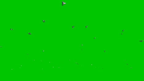 Pigeons-flying-against-Green-Screen,-4K