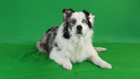 Green-screen---Australian-Shepherd-dog