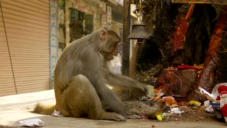 Mono-come-banana-en-la-ciudad-cerca-de-templo-religioso.-Katmandú,-Nepal.