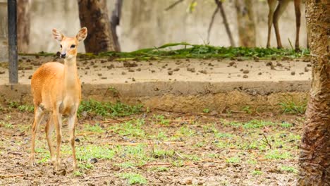 Antelope-animals-in-a-group