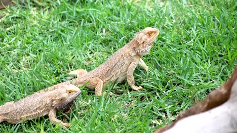 Large-wild-iguanas-in-4k