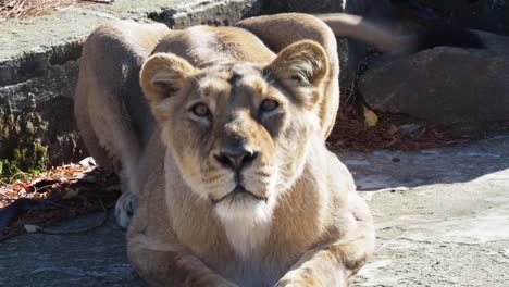 Leona-asiática-(Panthera-leo-persica).-Una-especie-en-peligro-crítico.