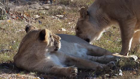 Asiatische-Löwin-(Panthera-Leo-Persica).-Eine-vom-Aussterben-bedrohten-Arten.