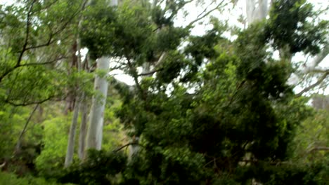 Couple-biking-through-a-forest