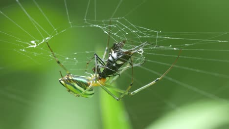 Golden-Orb-Weaver-Spider-Essen-Beute