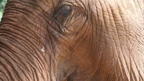 Close-up-shot-of-Asian-Indian-elephant.-Beautiful-creature-in-motion-4k