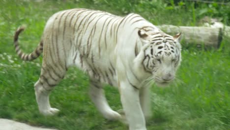Weißer-Tiger