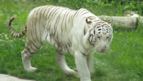 White-Tiger