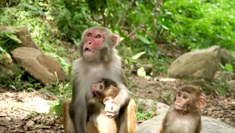 The-female-monkey-takes-food