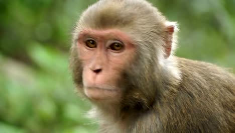 Retrato-de-un-mono-en-la-selva