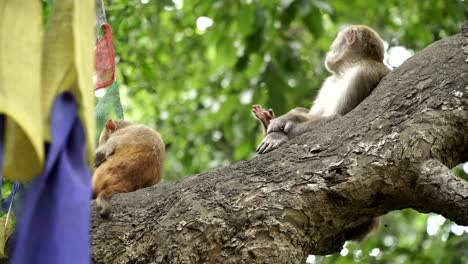 Family-of-monkeys-on-a-tree