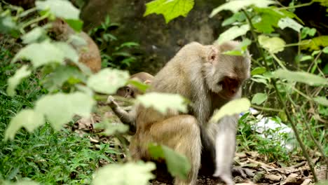 Mono-en-la-selva-salvaje-de-Asia