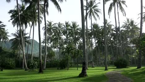 La-cámara-se-mueve-en-los-árboles-de-Palma-de-coco-en-palmeral,-en-la-isla-Tropical.