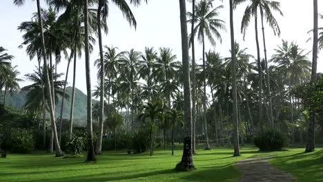 Die-Kamera-bewegt-sich-auf-Kokospalmen-im-Palmenhain-am-Tropical-Island.