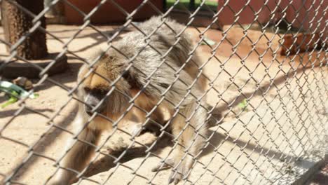 Little-monkey-holding-himself-into-fences-locked-inside-cage-wanting-to-escape-domestication