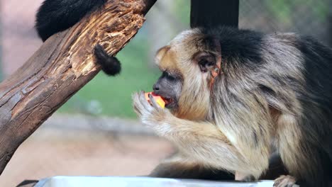 Monkey-eating-fruit-and-then-climbs-on-top-of-rope.-Little-monkey-behind-fences-locked-inside-cage.mov