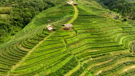 Aerial-view-of-tea-plantation-terrace-on-mountain.