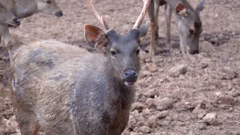 Sambar-Deer-or-Rusa-unicolor-sleeping-on-ground-on-mountain.-All-deer-are-ruminant-mammals-forming-the-family-Cervidae.-Sambar-sometimes-used-to-refer-to-the-Philippine-deer