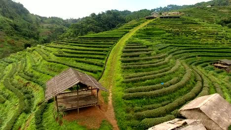 Aerial-view-of-tea-plantation-terrace-on-mountain.