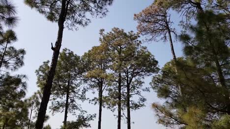 Tree-lines-near-New-Tehri-in-Uttarakhand