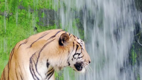 close-up.-Bengal-tigers-in-natural-waterfalls.-4K-Resolution