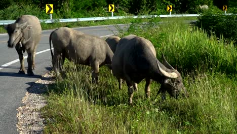 en-campo-de-hierba-de-búfalo