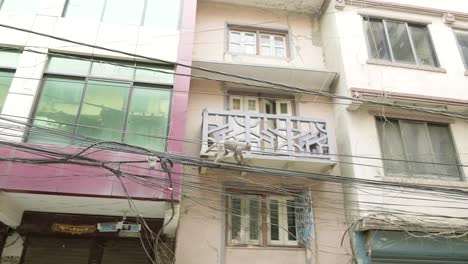 Monkey-on-the-electricity-cable-in-the-city.-Kathmandu,-Nepal.