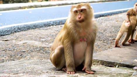 Monkey-sits-and-stares-into-the-camera,-the-family-of-primates