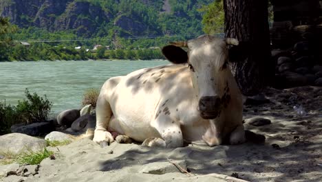 Una-vaca-en-el-Banco-de-arena-de-río.