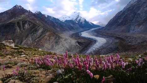 Beautiful-landscpe-of-Drang-Drung-Glacier-with-flowers,-Mountain-glacier-on-zanskar-road-at-Himalaya-Range,-Zanskar-Range,-Pensi-La,-Jammu-and-Kashmir,-Ladakh-India.