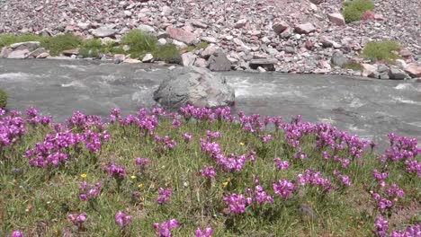 Hermoso-paisaje-con-arroyo-y-flores-en-el-camino-al-lago-Pangong,-Pangong-Tso,-Jammu-y-Cachemira,-Ladakh,-India.