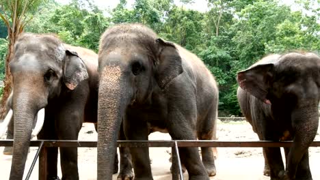 4K-footage.-group-of-Asian-elephant-in-the-zoo