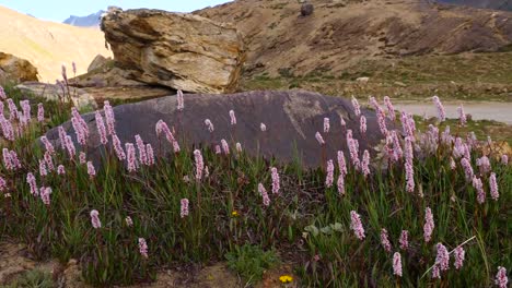 Flores-afín-de-Polygonum-soplando-en-el-viento-en-la-montaña,-especie-de-floración-planta-de-la-familia-Polygonaceae-nativa-de-la-Cordillera-del-Himalaya,-cachemira-India.