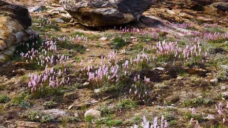 Polygonum-affine-Blumen-im-Wind-auf-dem-Berg,-Pflanzenarten-der-Blüte-in-der-Familie-Knie,-ursprünglich-aus-dem-Himalaya,-Kaschmir-Indien.