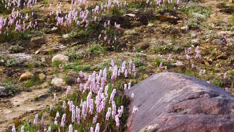 Polygonum-affine-Blumen-im-Wind-auf-dem-Berg,-Pflanzenarten-der-Blüte-in-der-Familie-Knie,-ursprünglich-aus-dem-Himalaya,-Kaschmir-Indien.