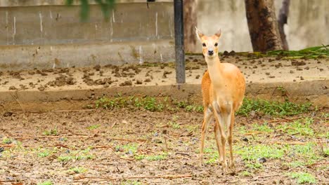 Antilope-Tiere-in-einer-Gruppe