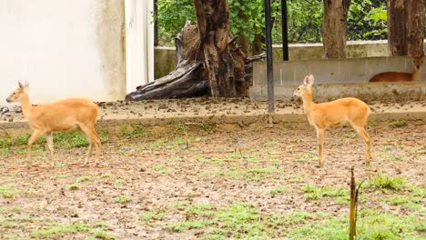 Antilope-Tiere-in-einer-Gruppe