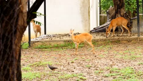 Animales-de-antílope-en-un-grupo